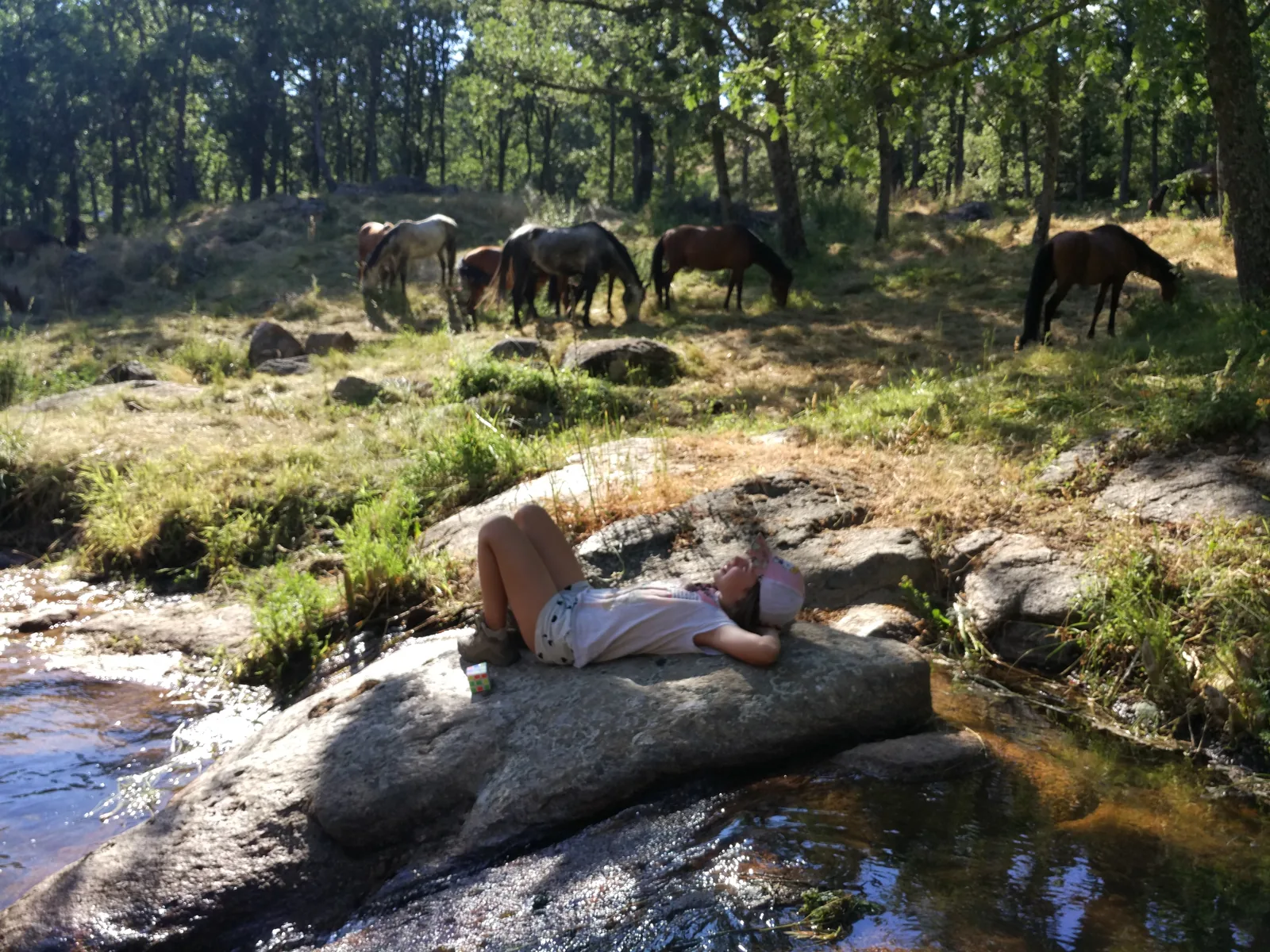 Caballo del Santuario Winston descansando en un entorno tranquilo